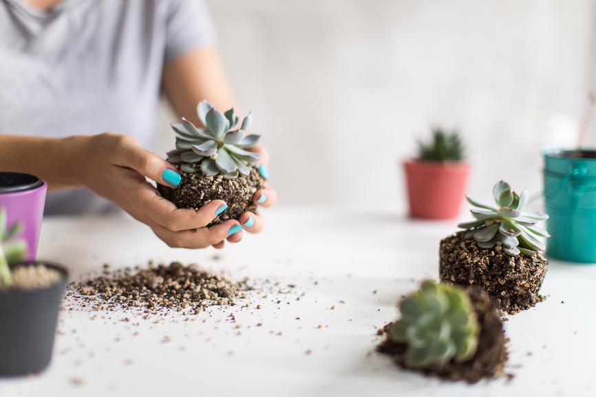 Image of woman holding a mini cactus plant
